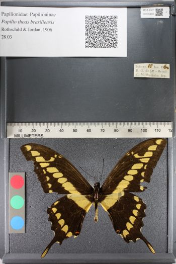 Media type: image;   Entomology 135403